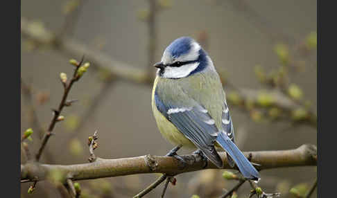 Blaumeise (Parus caeruleus)