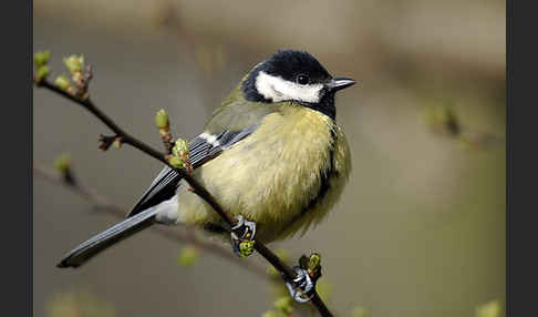 Kohlmeise (Parus major)