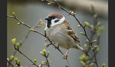 Feldsperling (Passer montanus)