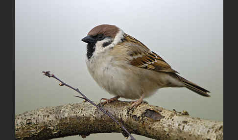 Feldsperling (Passer montanus)