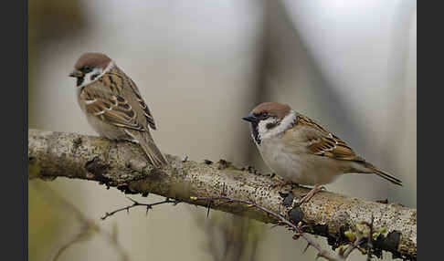 Feldsperling (Passer montanus)