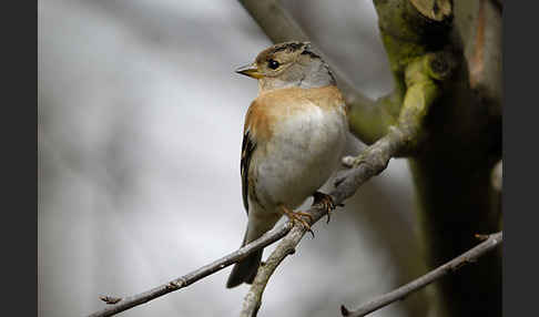 Bergfink (Fringilla montifringilla)