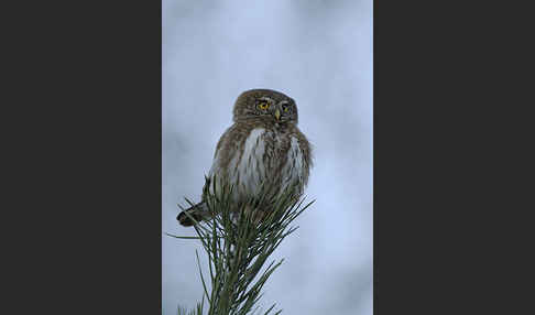 Sperlingskauz (Glaucidium passerinum)