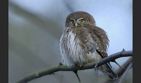 Sperlingskauz (Glaucidium passerinum)