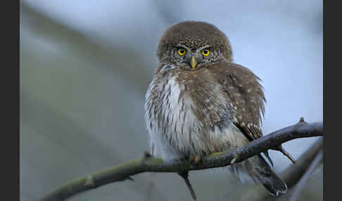 Sperlingskauz (Glaucidium passerinum)