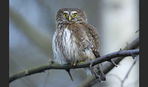 Sperlingskauz (Glaucidium passerinum)