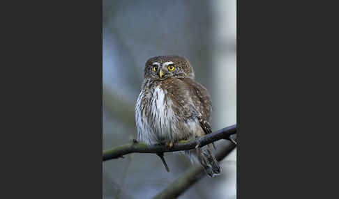 Sperlingskauz (Glaucidium passerinum)