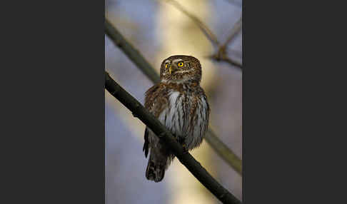 Sperlingskauz (Glaucidium passerinum)