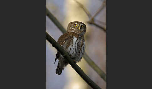 Sperlingskauz (Glaucidium passerinum)