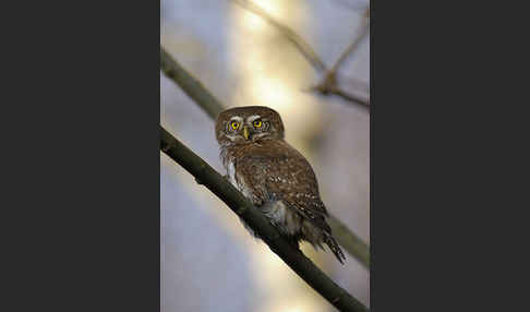 Sperlingskauz (Glaucidium passerinum)