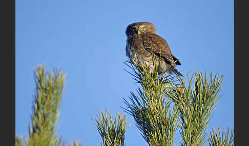 Sperlingskauz (Glaucidium passerinum)