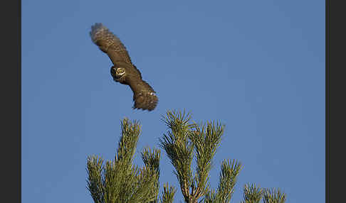 Sperlingskauz (Glaucidium passerinum)