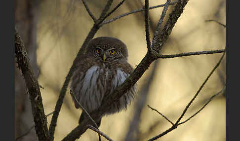 Sperlingskauz (Glaucidium passerinum)