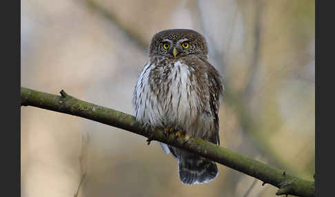 Sperlingskauz (Glaucidium passerinum)