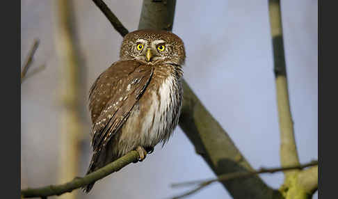 Sperlingskauz (Glaucidium passerinum)