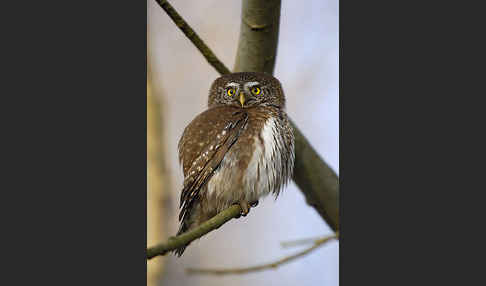 Sperlingskauz (Glaucidium passerinum)