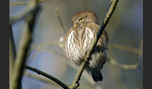 Sperlingskauz (Glaucidium passerinum)