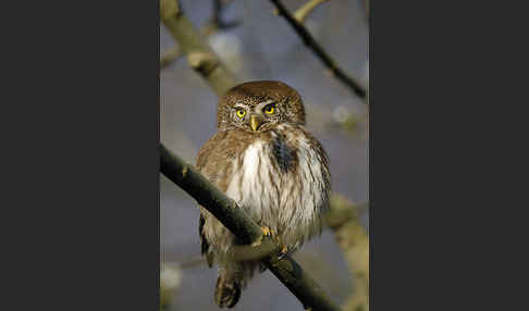 Sperlingskauz (Glaucidium passerinum)