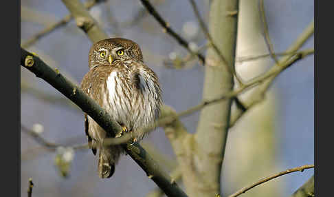 Sperlingskauz (Glaucidium passerinum)