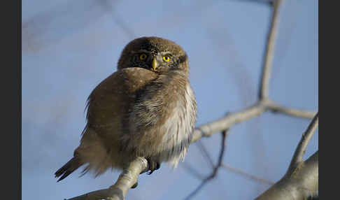 Sperlingskauz (Glaucidium passerinum)