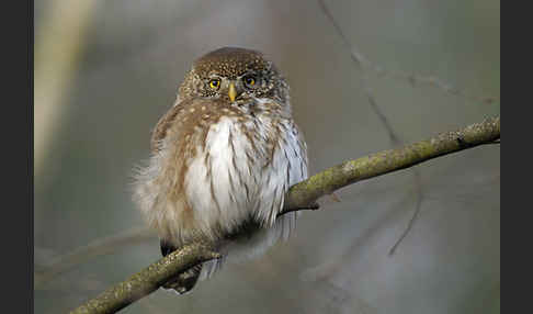 Sperlingskauz (Glaucidium passerinum)