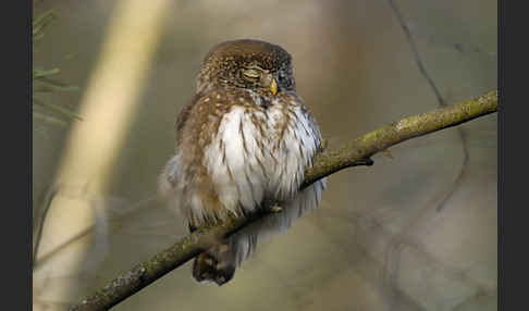 Sperlingskauz (Glaucidium passerinum)