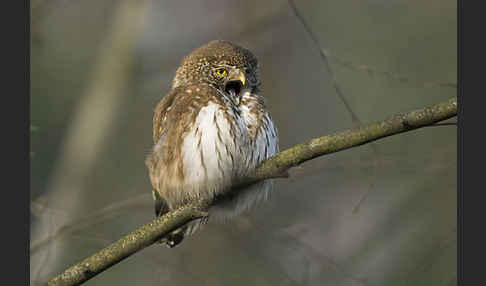 Sperlingskauz (Glaucidium passerinum)