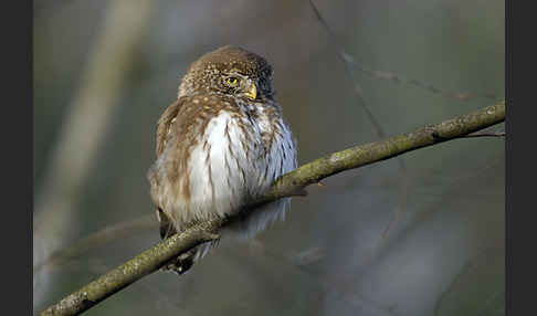 Sperlingskauz (Glaucidium passerinum)