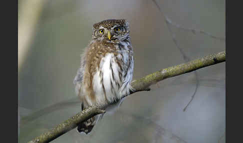 Sperlingskauz (Glaucidium passerinum)