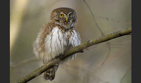 Sperlingskauz (Glaucidium passerinum)