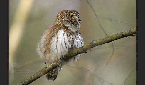 Sperlingskauz (Glaucidium passerinum)