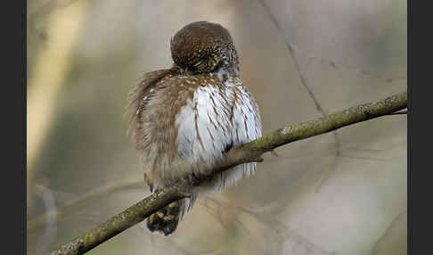 Sperlingskauz (Glaucidium passerinum)