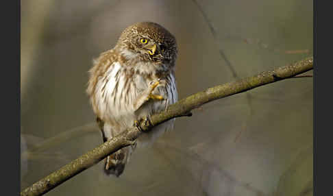 Sperlingskauz (Glaucidium passerinum)