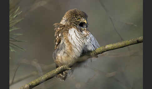 Sperlingskauz (Glaucidium passerinum)