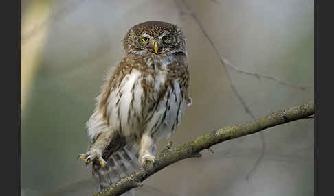 Sperlingskauz (Glaucidium passerinum)