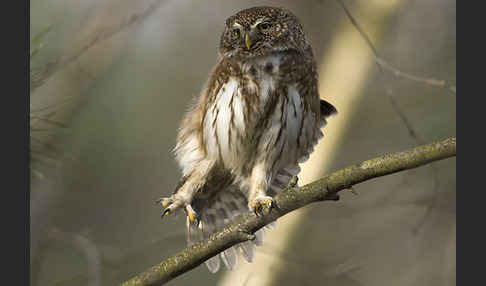 Sperlingskauz (Glaucidium passerinum)