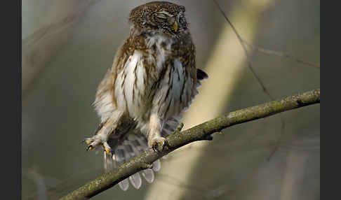 Sperlingskauz (Glaucidium passerinum)