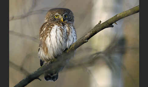 Sperlingskauz (Glaucidium passerinum)