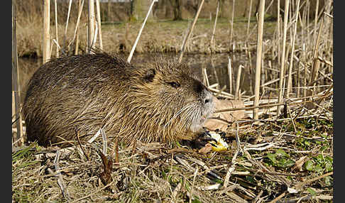 Nutria (Myocastor coypus)