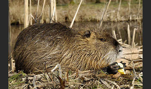 Nutria (Myocastor coypus)