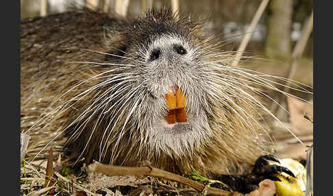 Nutria (Myocastor coypus)