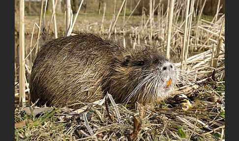 Nutria (Myocastor coypus)