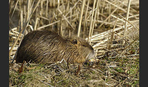 Nutria (Myocastor coypus)