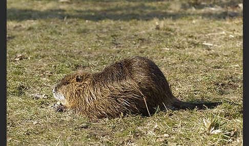 Nutria (Myocastor coypus)