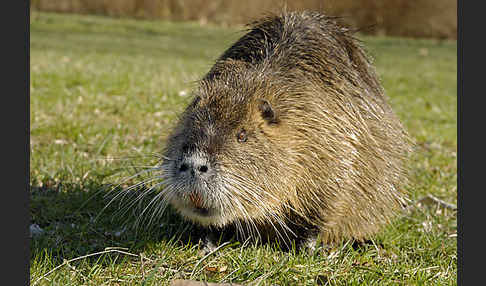 Nutria (Myocastor coypus)