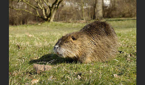 Nutria (Myocastor coypus)