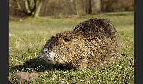 Nutria (Myocastor coypus)