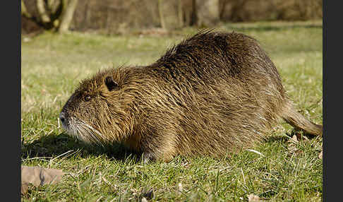 Nutria (Myocastor coypus)