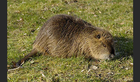 Nutria (Myocastor coypus)