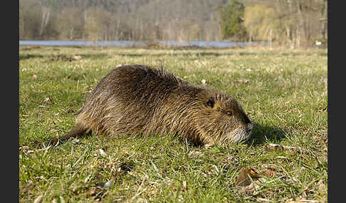 Nutria (Myocastor coypus)